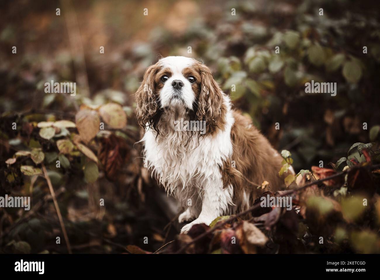 Udienza Cavalier King Charles Spaniel Foto Stock