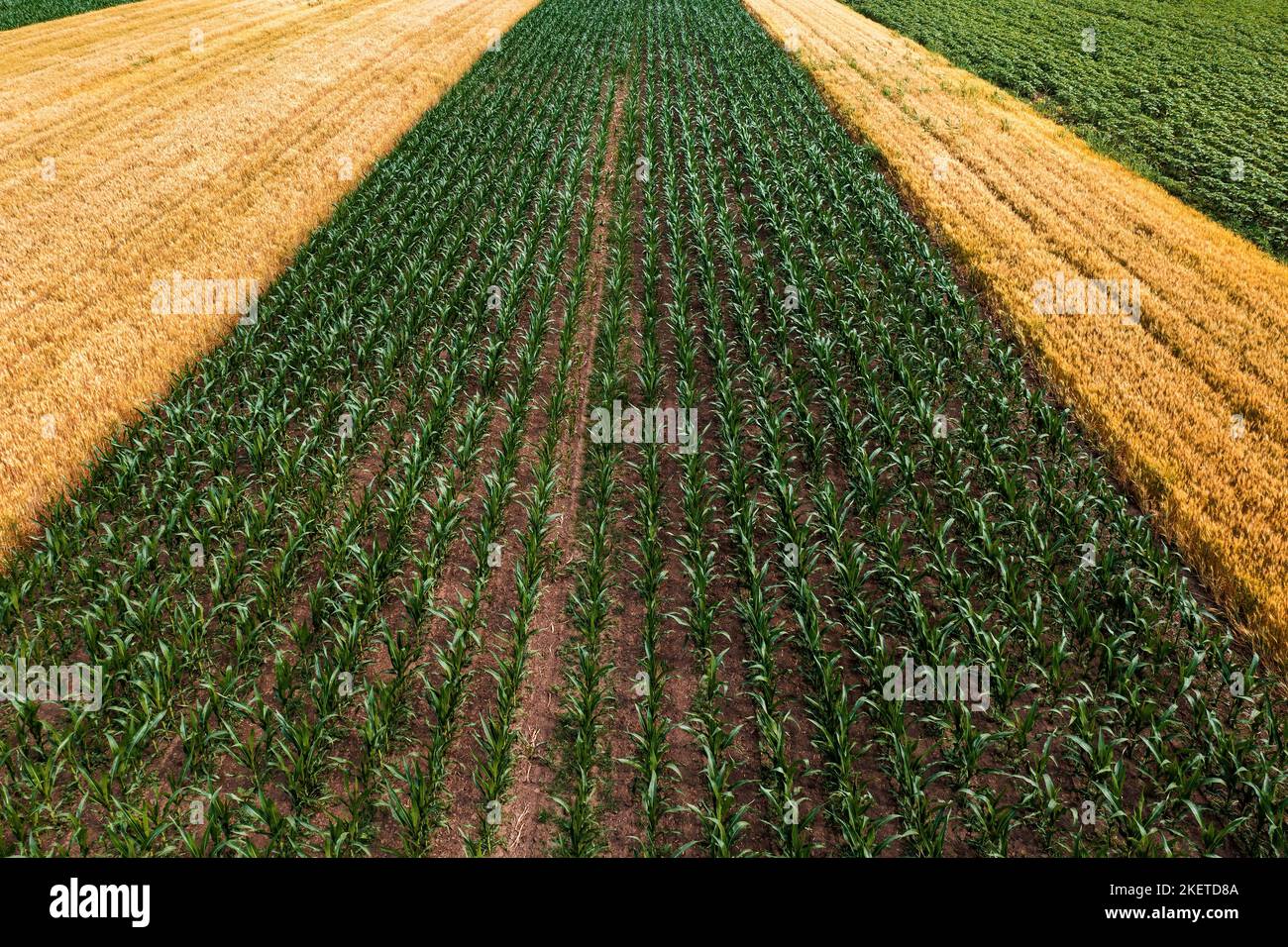 Ripresa aerea di piantine di mais verde coltivato e colture di grano maturo campi da drone pov in prospettiva decrescente Foto Stock