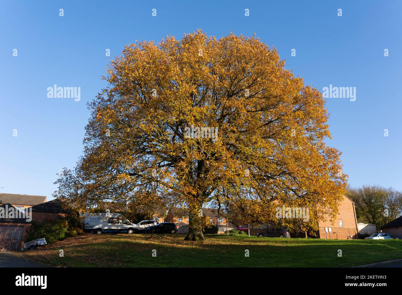 Una magnifica quercia inglese (quercia comune, o Pedunculate - Quercus robur) con foglie gialle dorate in autunno / caduta nel Worcestershire suburbano, Inghilterra Foto Stock