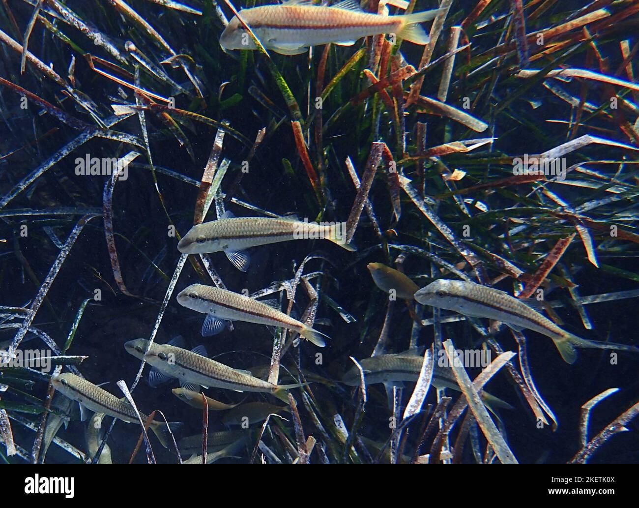 Pesce arsiato (Atherinomorus lacunosus) che si nuota sul fondale del Mediterraneo orientale, Cipro. Foto Stock