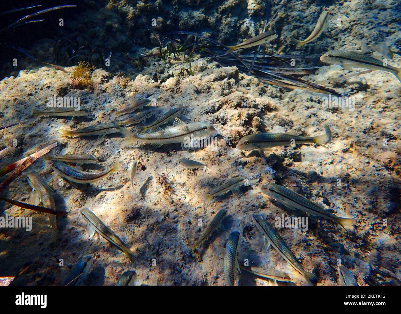 Pesce arsiato (Atherinomorus lacunosus) che si nuota sul fondale del Mediterraneo orientale, Cipro. Foto Stock
