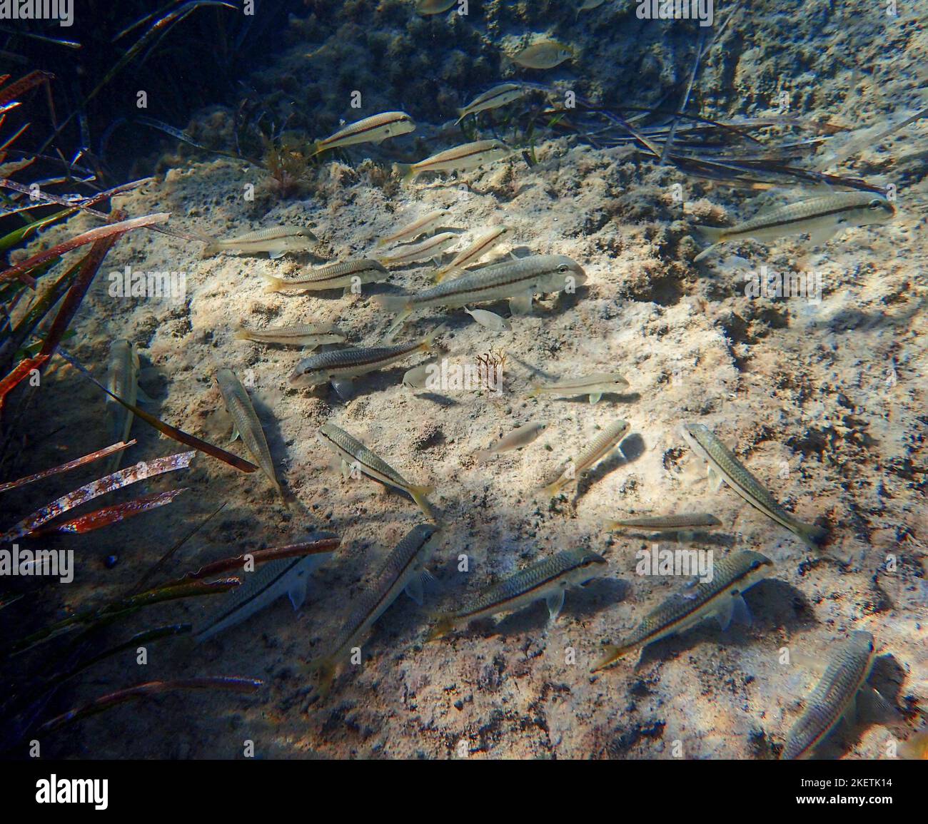 Pesce arsiato (Atherinomorus lacunosus) che si nuota sul fondale del Mediterraneo orientale, Cipro. Foto Stock