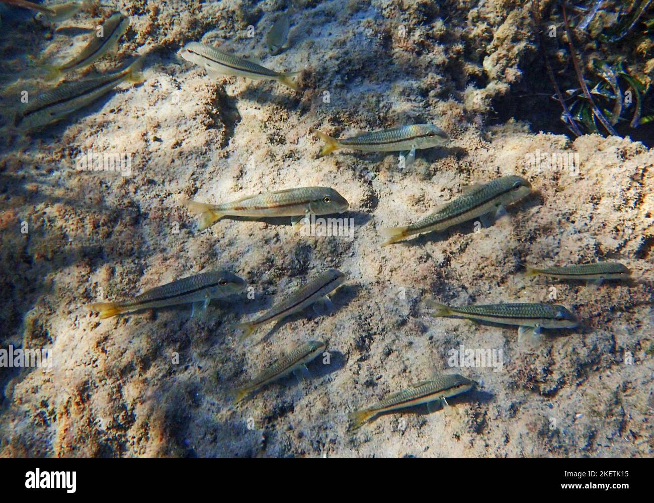 Pesce arsiato (Atherinomorus lacunosus) che si nuota sul fondale del Mediterraneo orientale, Cipro. Foto Stock