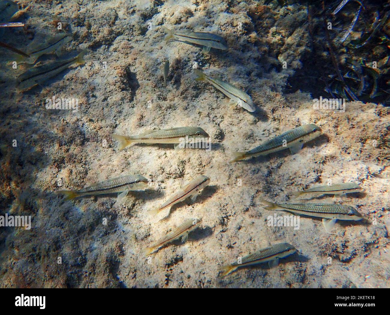 Pesce arsiato (Atherinomorus lacunosus) che si nuota sul fondale del Mediterraneo orientale, Cipro. Foto Stock