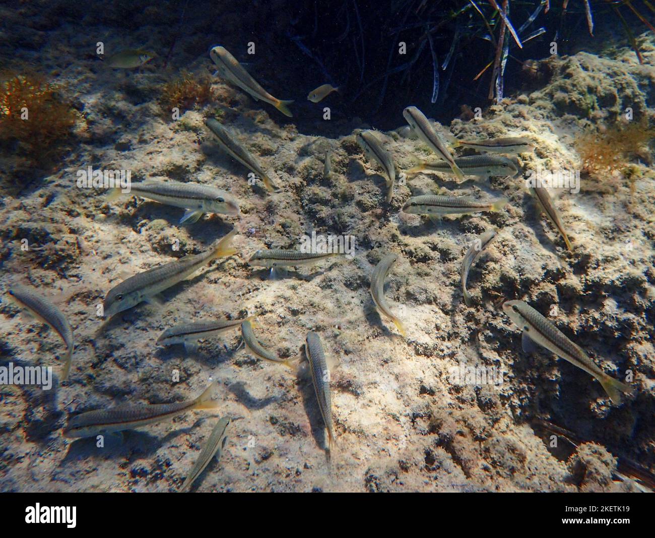 Pesce arsiato (Atherinomorus lacunosus) che si nuota sul fondale del Mediterraneo orientale, Cipro. Foto Stock