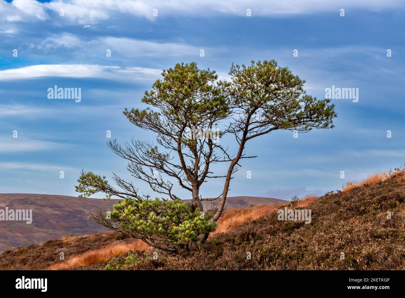 Piccolo pino sempreverde su una collina Scozia in autunno Foto Stock