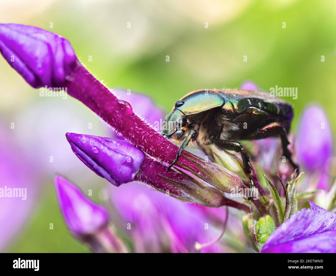 faver di fiori Foto Stock