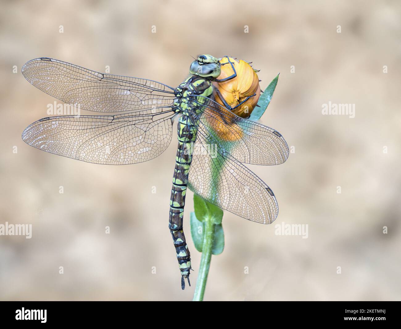 falco dagli occhi blu Foto Stock
