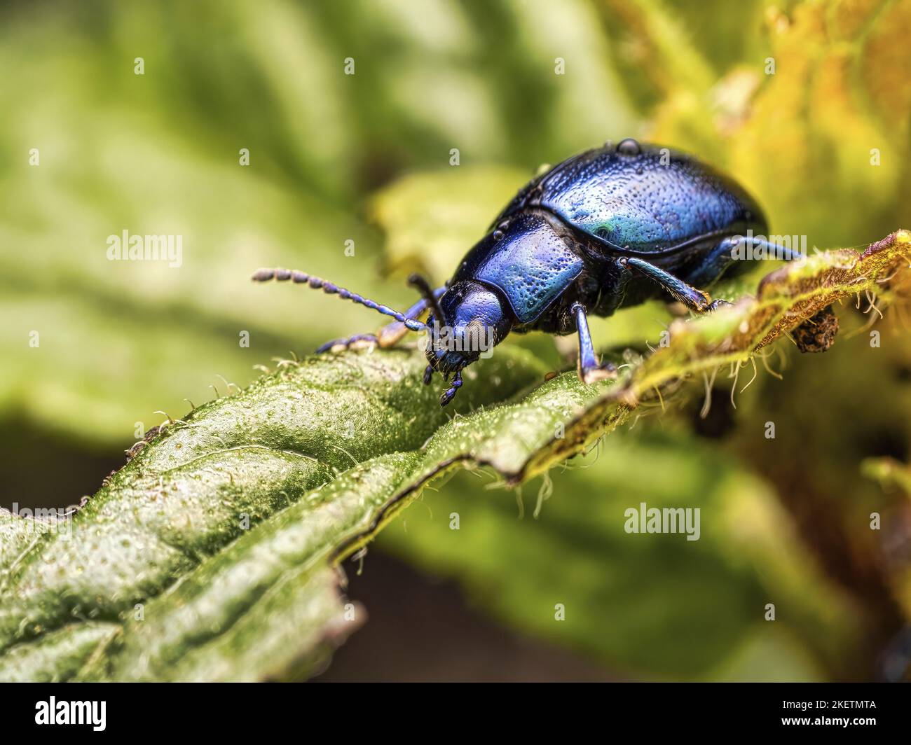 coleottero con foglie di menta blu Foto Stock