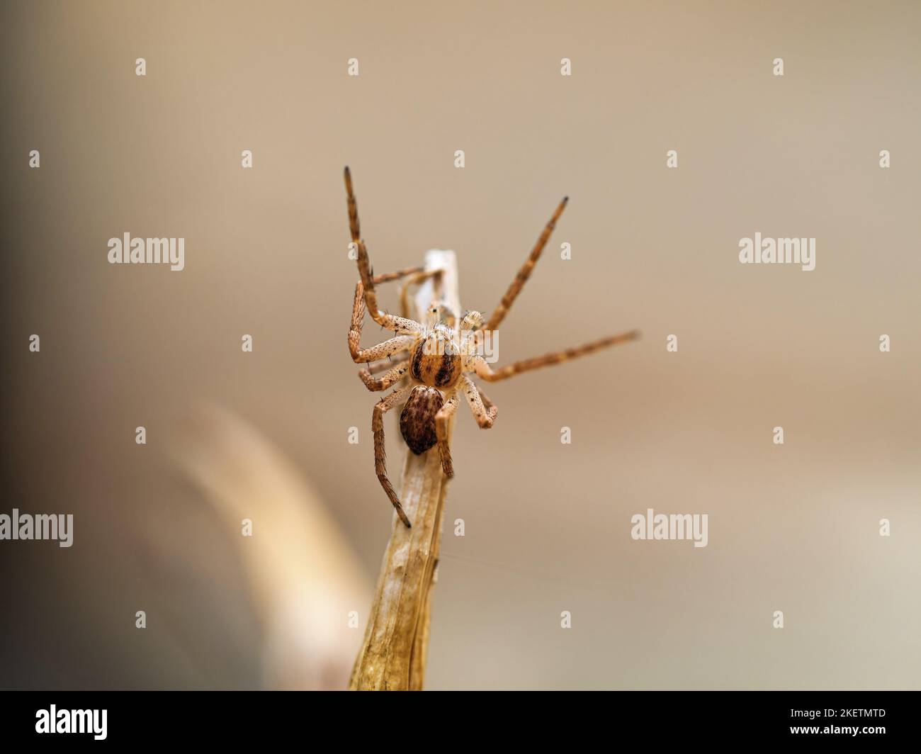 Casa Crab-Spider Foto Stock