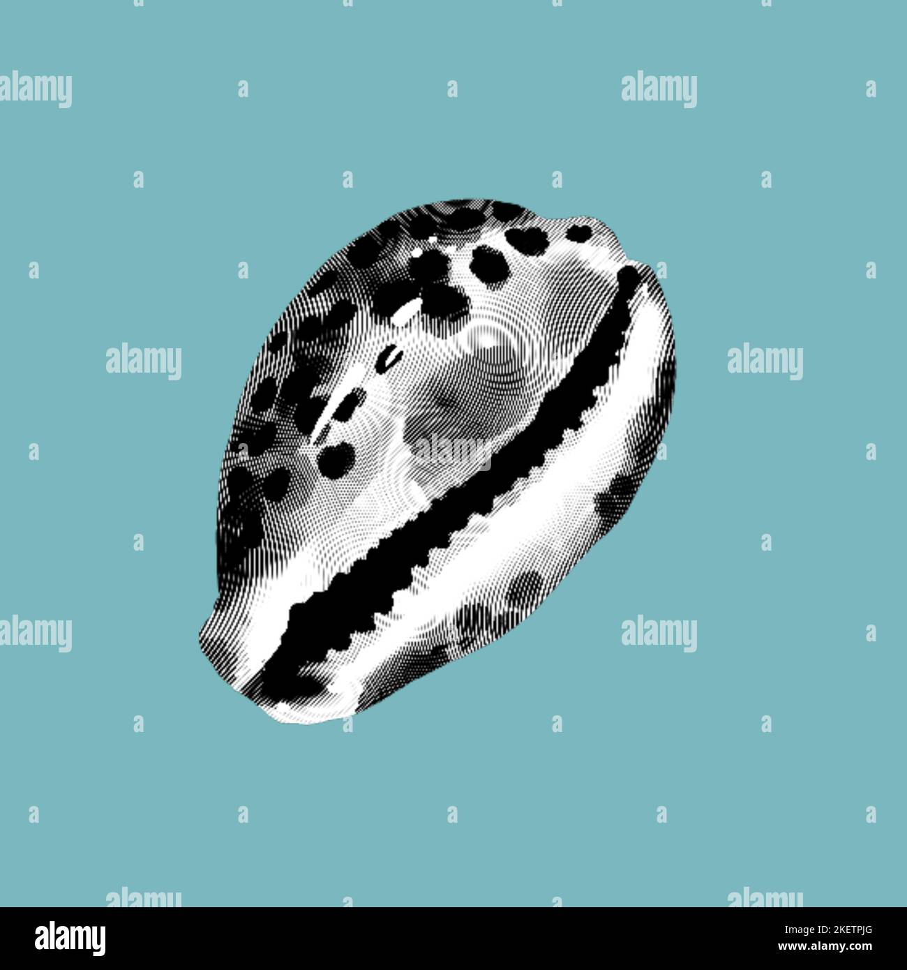 Incisione grafica di una conchiglia seashell.realistic illustrazione conchiglie. Foto Stock