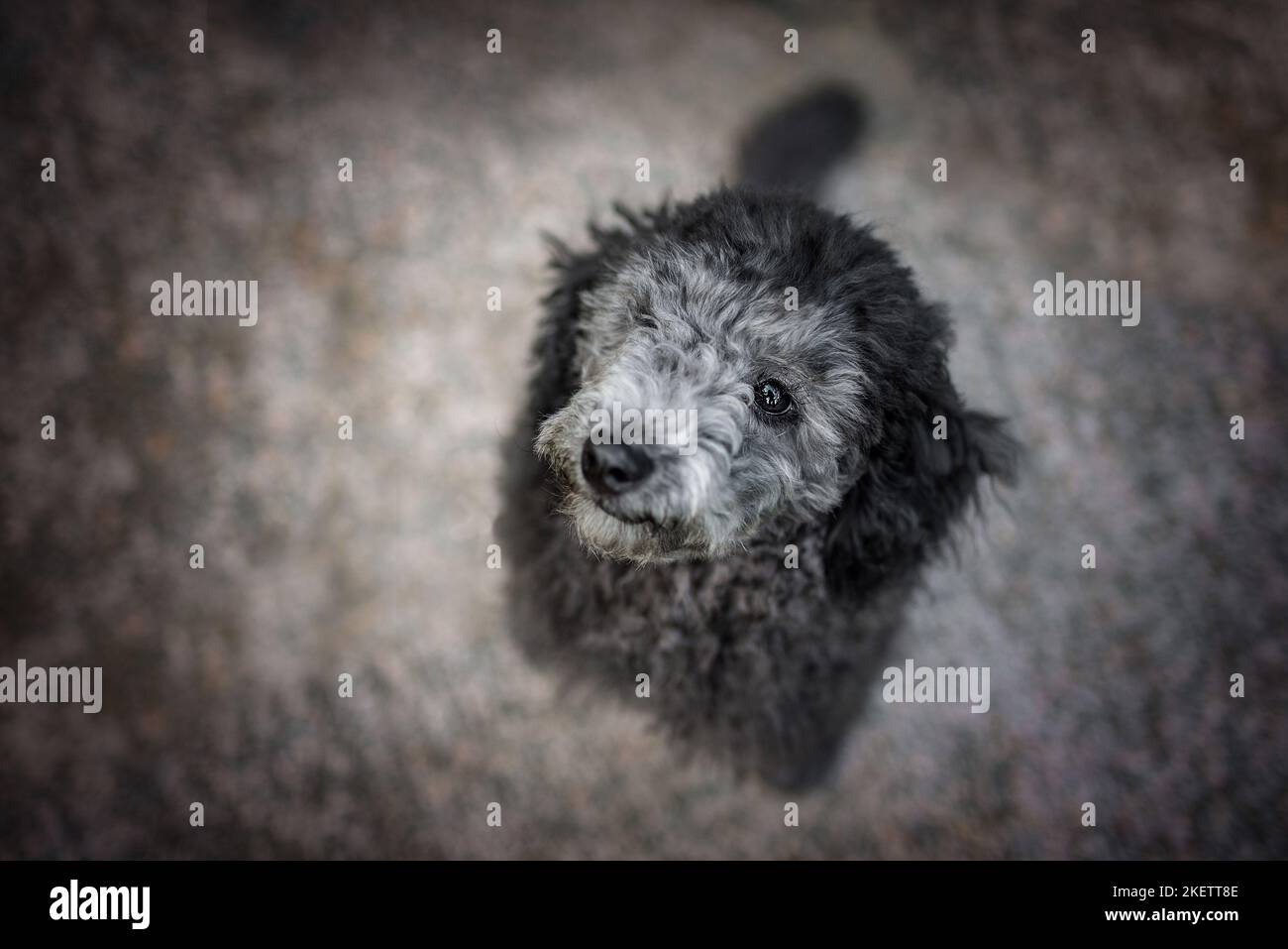Giovane Royal Standard Poodle Foto Stock