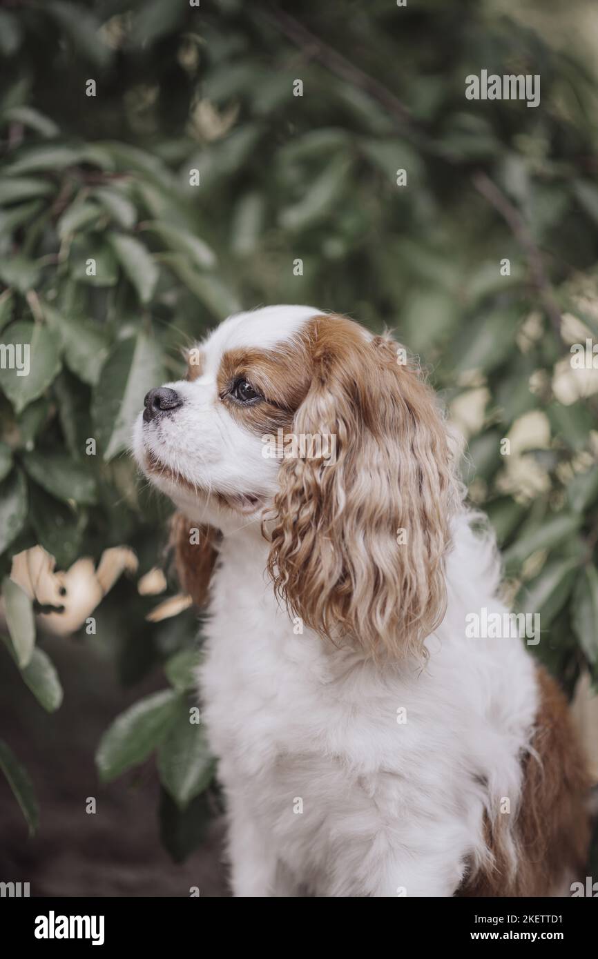 Adulto Cavalier re Charles Spaniel Foto Stock