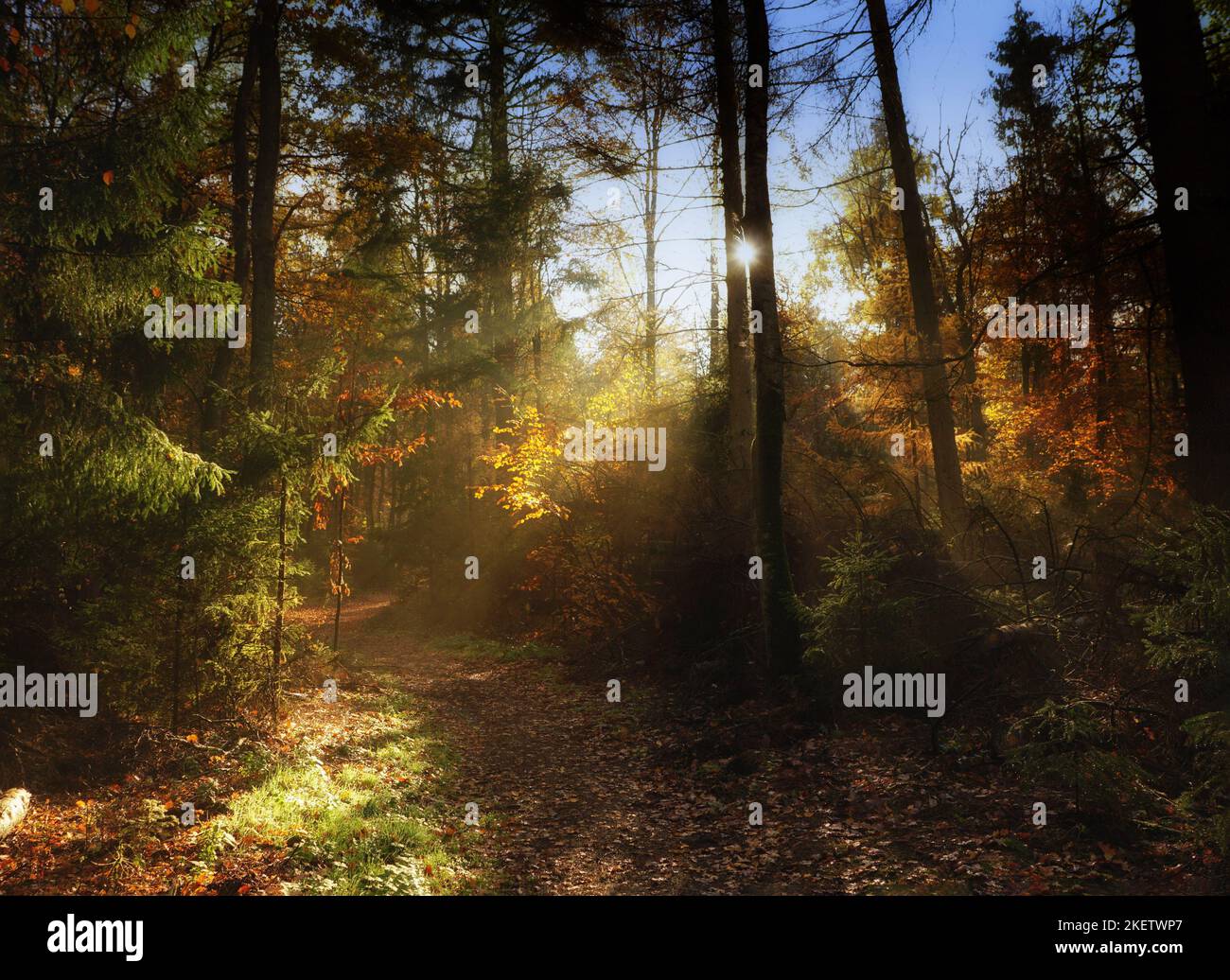 Bunter Herbstwald mit Waldweg im Gegenlicht Foto Stock