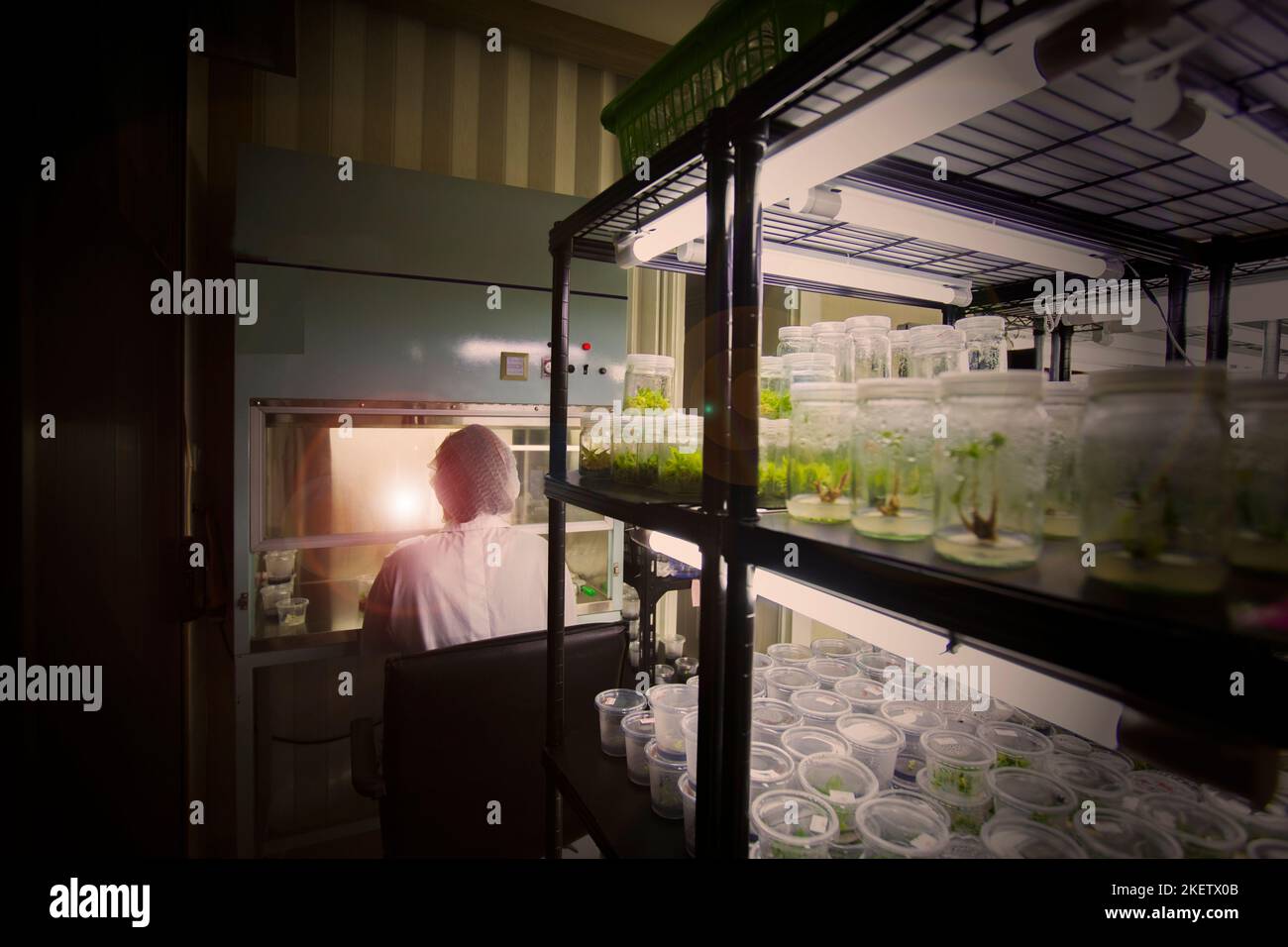 La coltura tissutale o la coltura vegetale sono l'industria agricola. Il ricercatore usa la crescita di tessuto in bottiglia. Questa tecnica aumenta molto pianta nello stesso Foto Stock