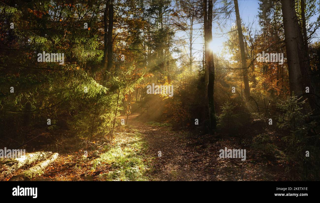 Bunter Herbstwald mit Waldweg im Gegenlicht Foto Stock