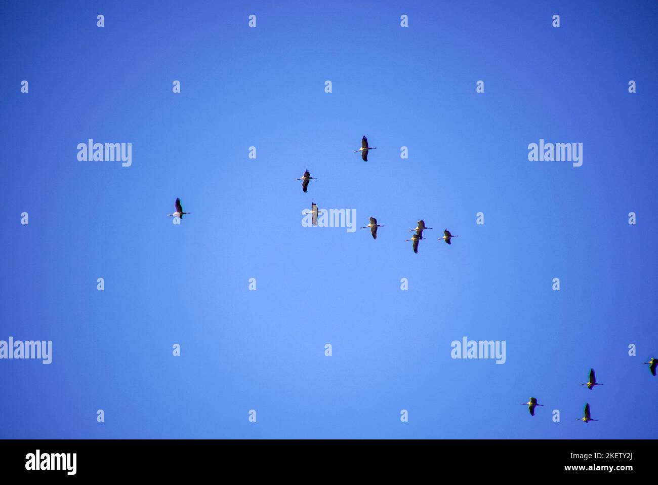 Zugvögel. Überflug vor blauen Himmel Foto Stock