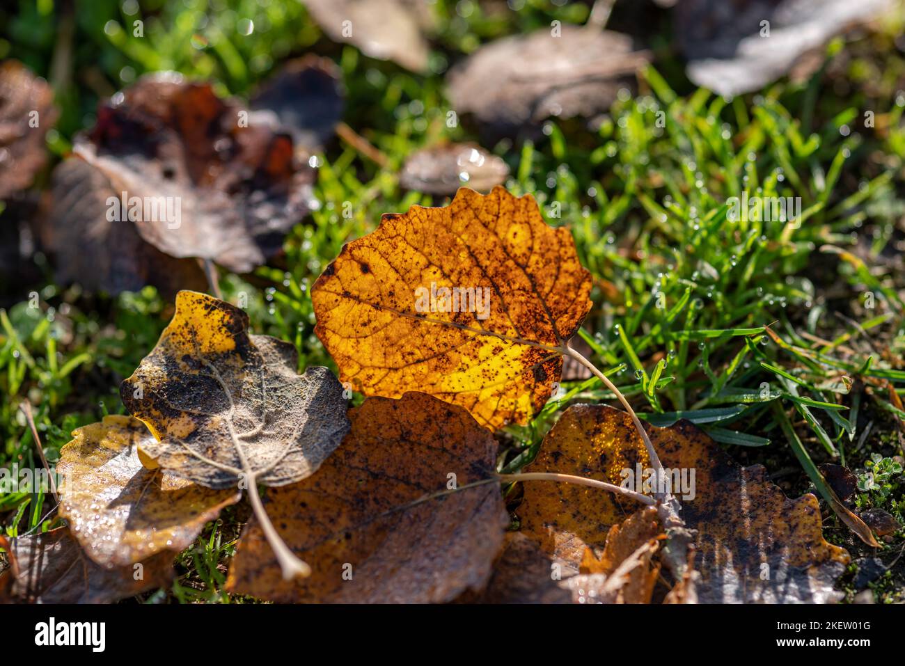 foglia autunnale nella retroilluminazione su un prato verde Foto Stock