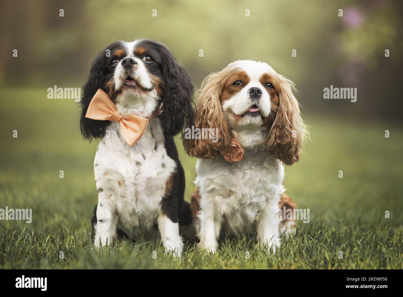 Udienza Cavalier King Charles Spaniel Foto Stock