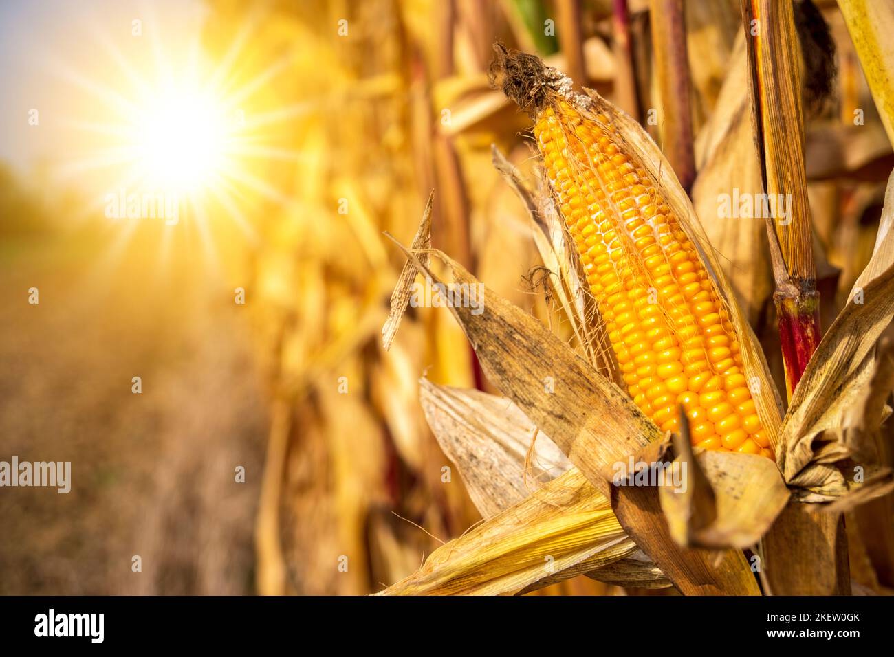 Ernte bei Trockenheit, Wassermangel und Hitze Foto Stock