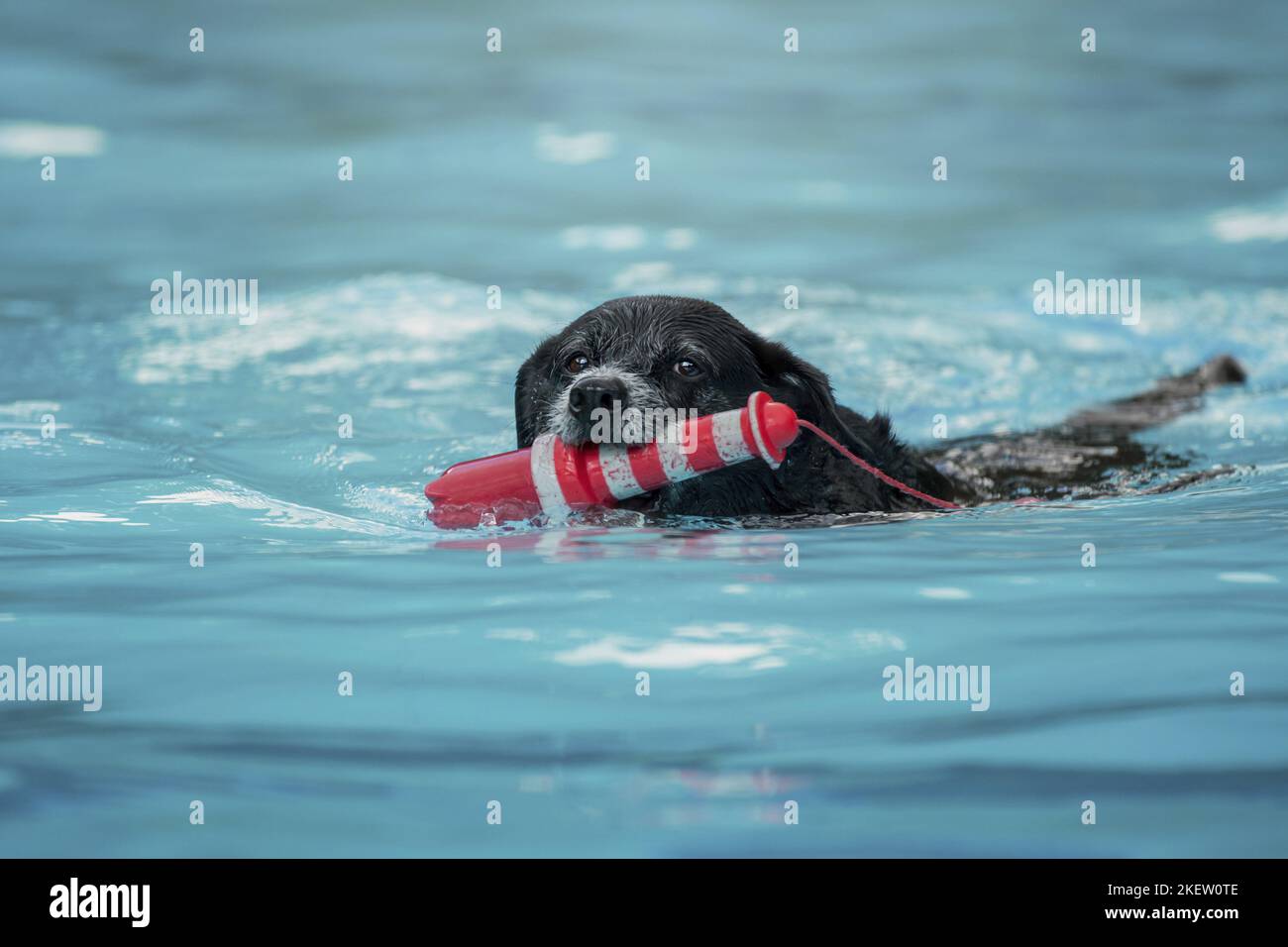 Nuoto Mongrel Foto Stock