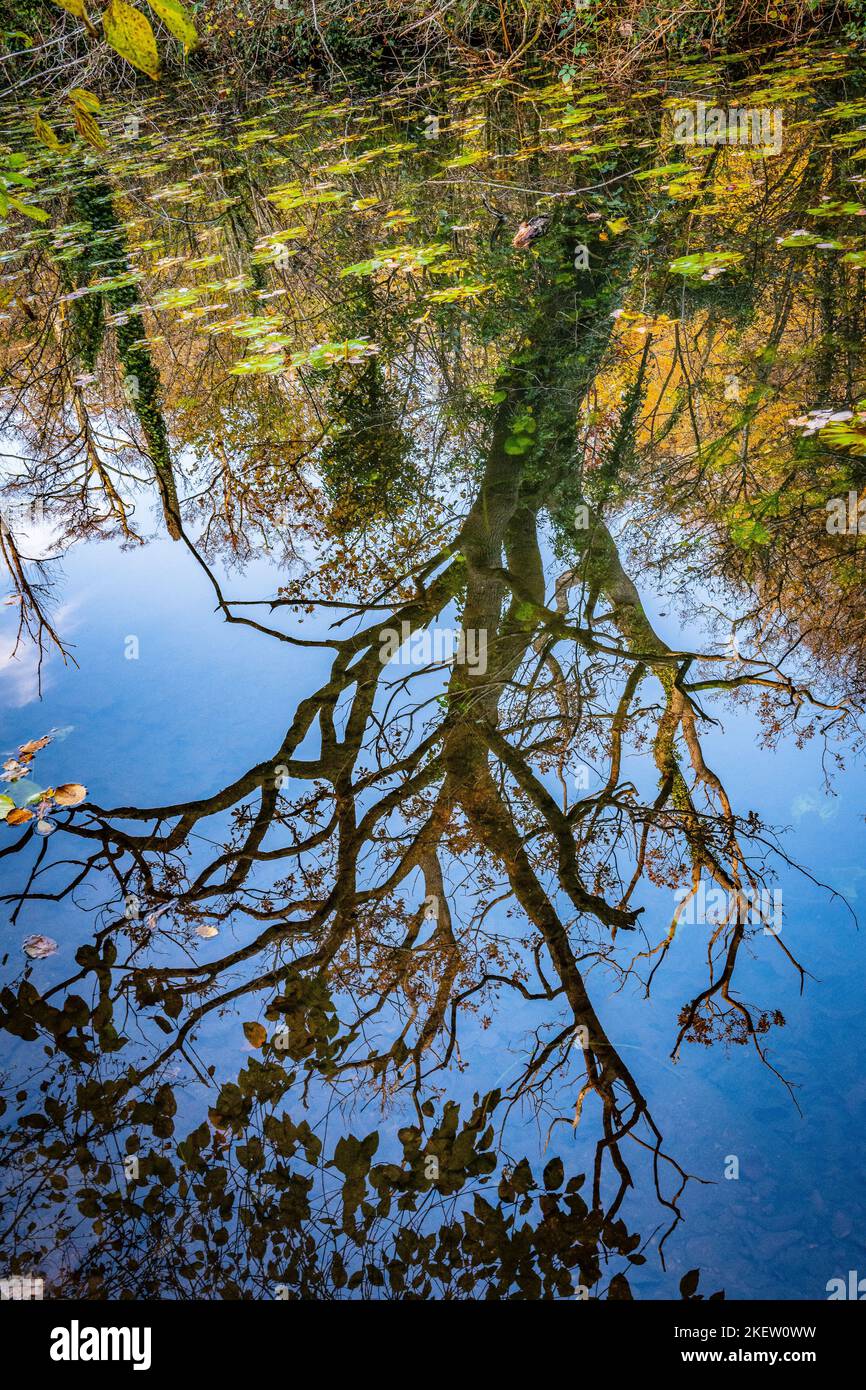 Surreale Abstract albero autunnale riflesso in un canale Foto Stock