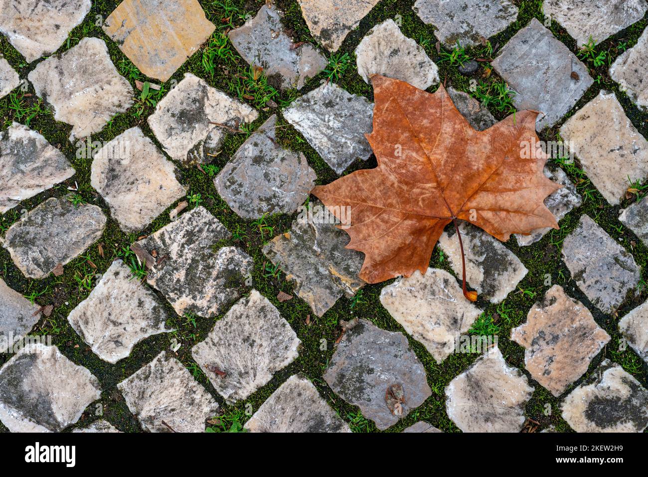 Marciapiede in pietra portoghese. Foto Stock