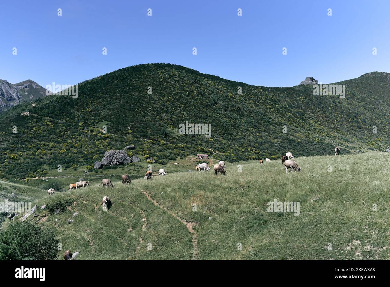 mandria di mucche pascolano tranquillamente tra la valle e gli alberi delle montagne in una giornata limpida senza nuvole, ruta del cares asturias, spagna Foto Stock
