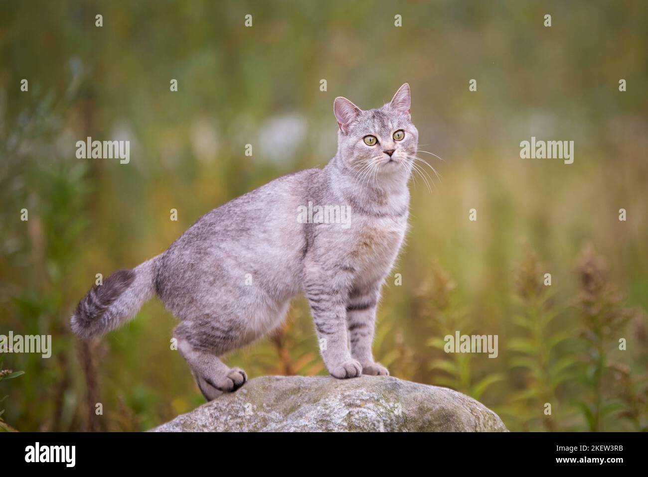 chatte Foto Stock