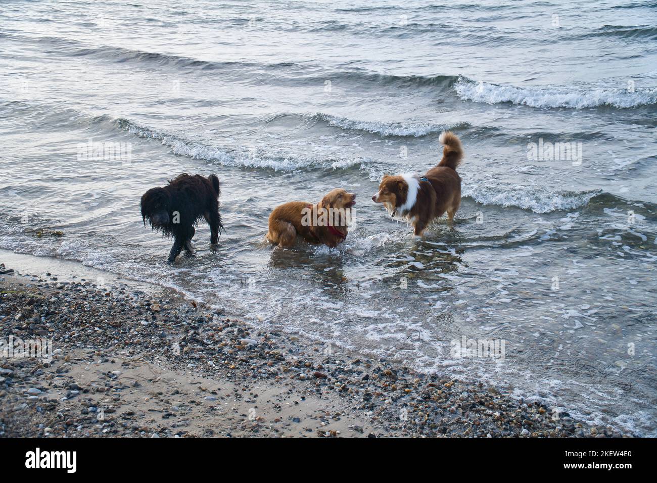 Goldendoodle e cani pastore australiani che giocano in mare. Frolicking in acqua con un sacco di divertimento. Foto degli animali sulla spiaggia Foto Stock