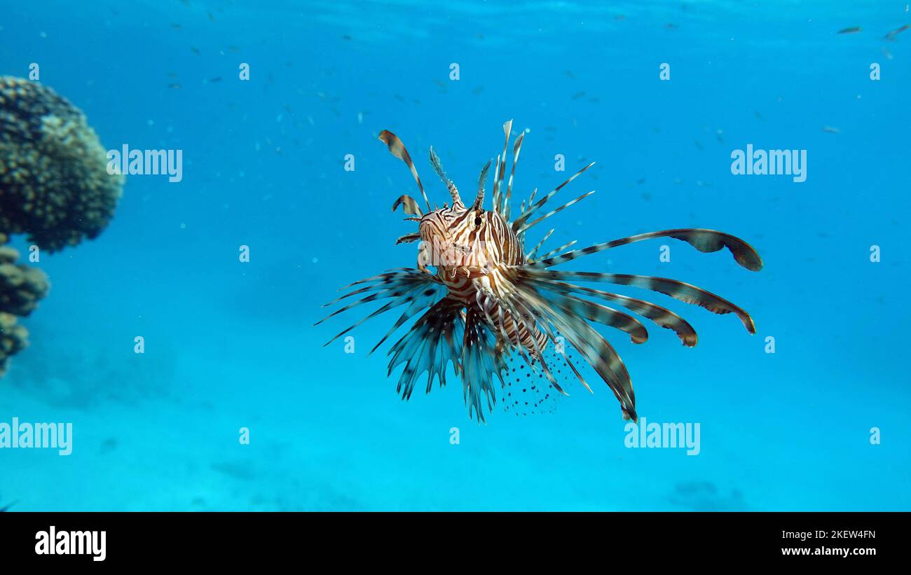 Pesce Leone nel Mar Rosso. Foto Stock