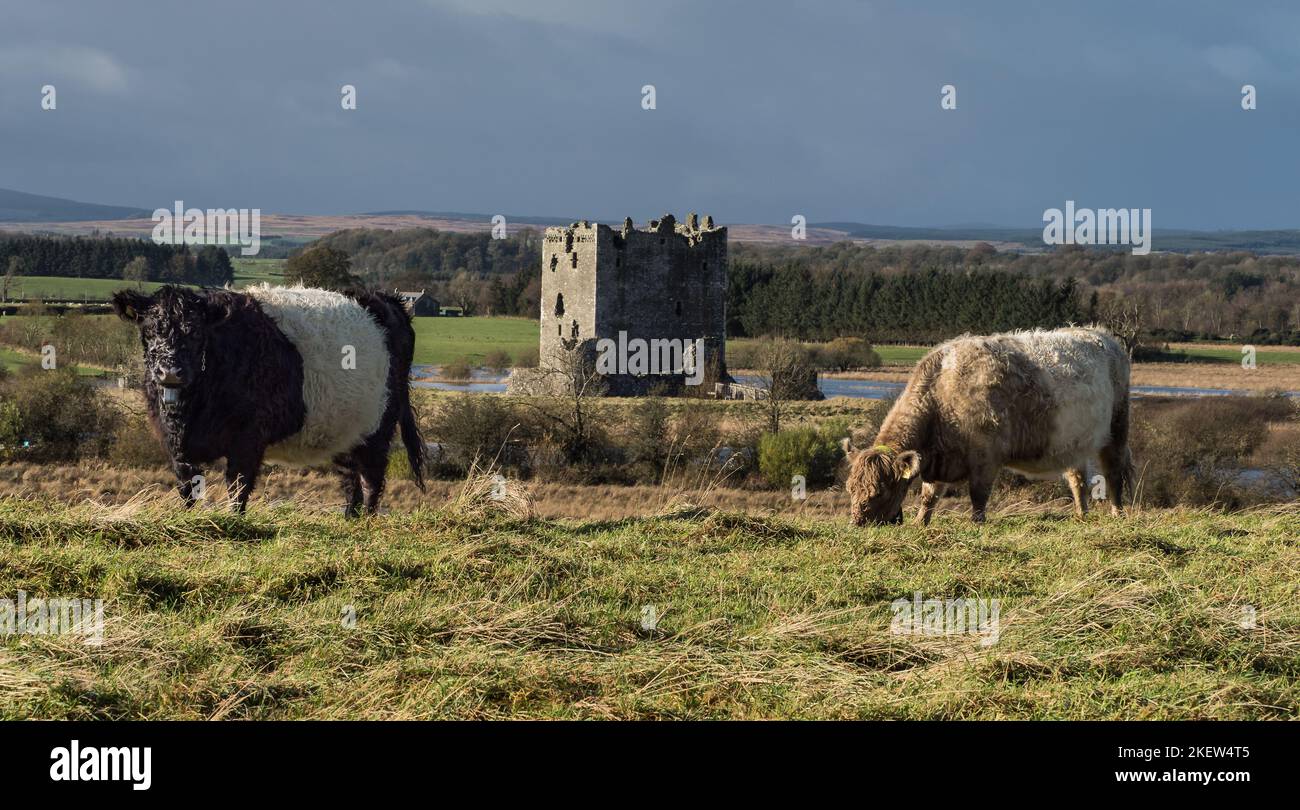 Allettato Galloway bestiame pascolo a Threave Land Restauro progetto Foto Stock