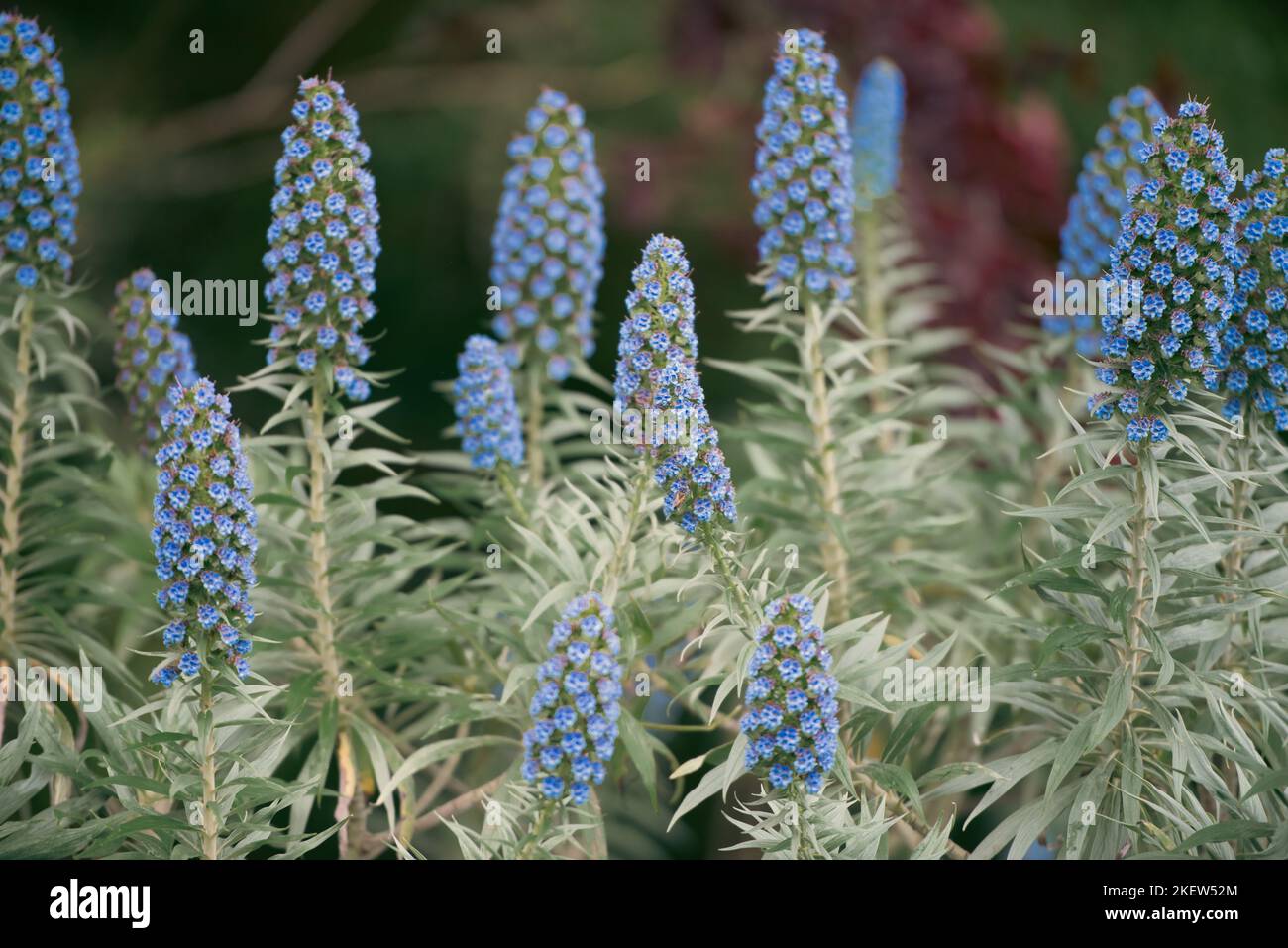 Echium candele - orgoglio di Madeira Fiori Foto Stock