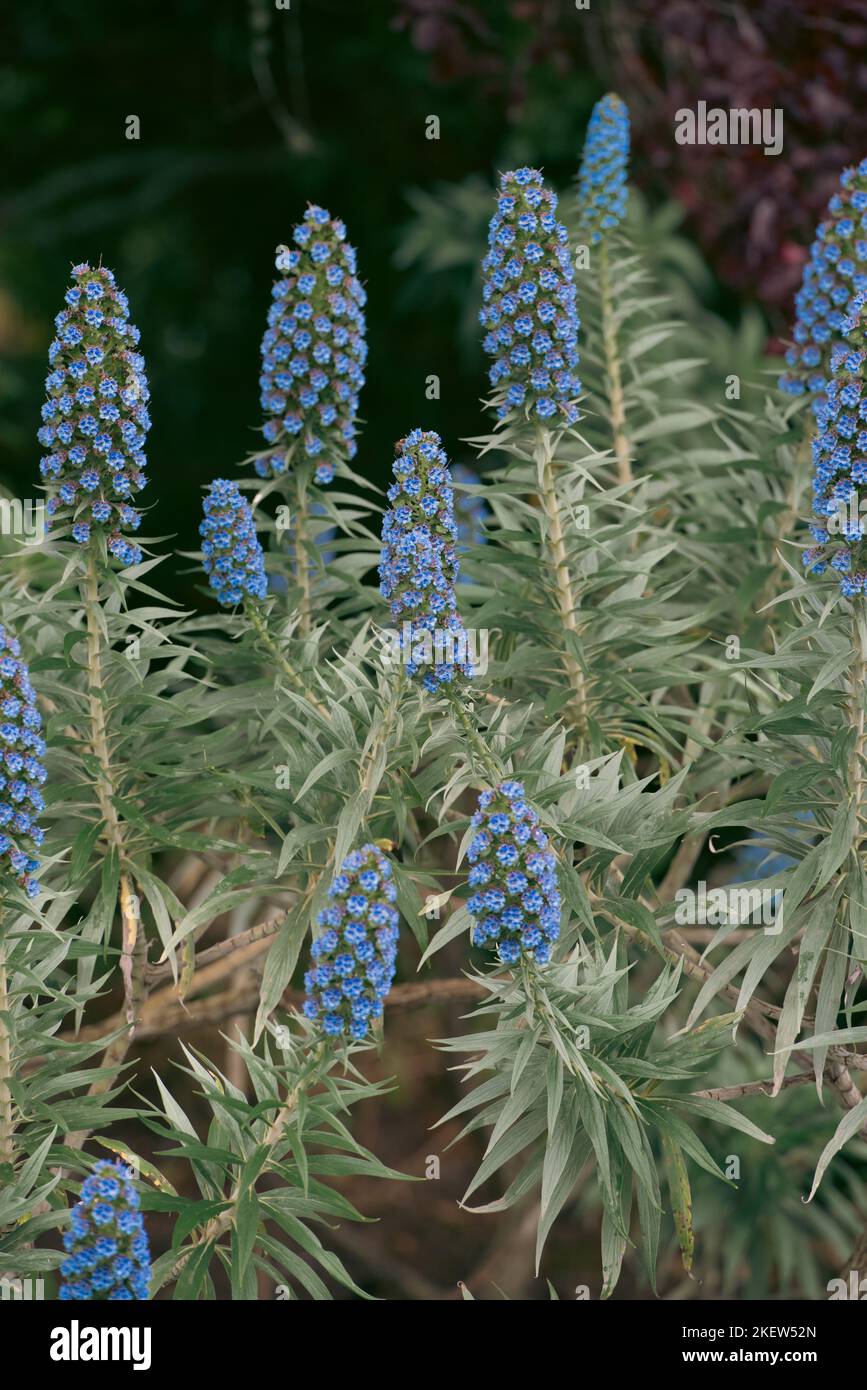 Echium candele - orgoglio di Madeira Fiori Foto Stock