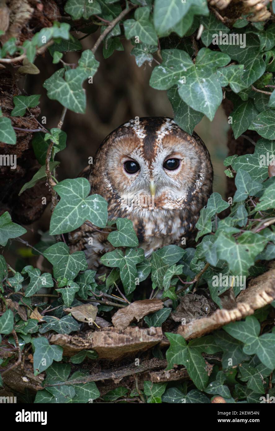 Gufo bruno: Strix aluco. Uccello prigioniero, condizioni controllate. Hmpshire, Regno Unito Foto Stock