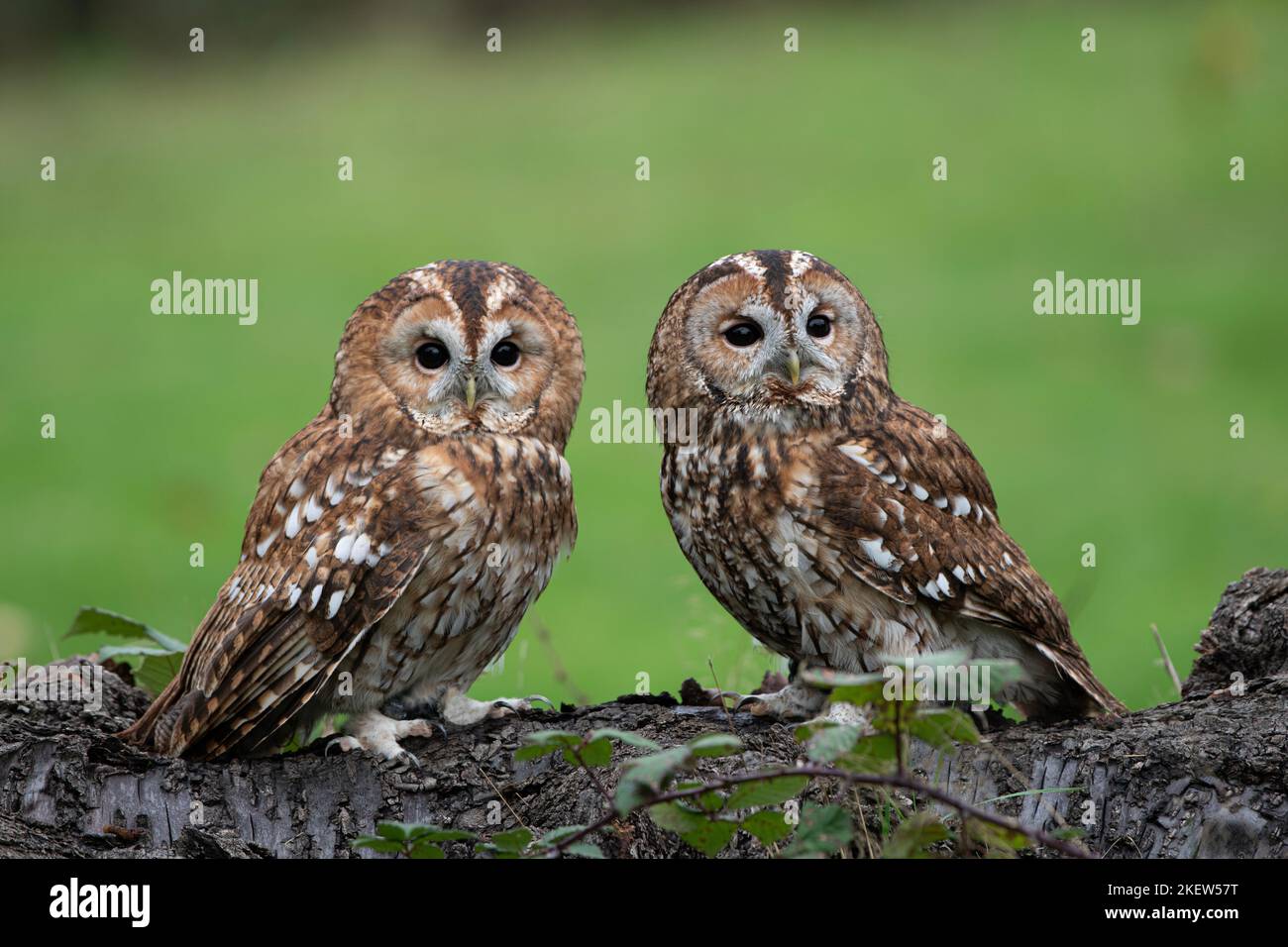 Gufo bruno: Strix aluco. Uccello prigioniero, condizioni controllate. Hmpshire, Regno Unito Foto Stock