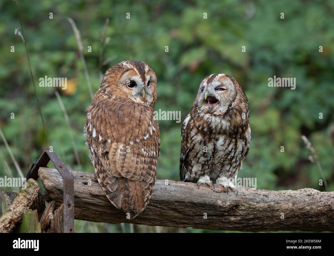 Gufo bruno: Strix aluco. Uccello prigioniero, condizioni controllate. Hmpshire, Regno Unito Foto Stock