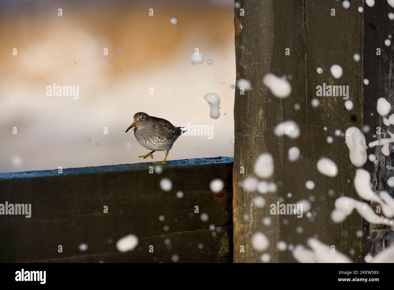 Purple Sandpiper Caldris maritima NORFOLK REGNO UNITO Foto Stock