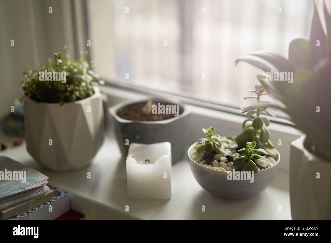 Fiori succulenti in vaso sul davanzale in una giornata di sole. Interni domestici. Stile di vita. Spazio di copia. Foto Stock
