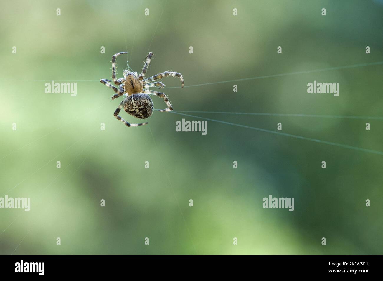 Traversa sparata a ragno che striscio su una filettatura di ragno. Halloween spavido. Sfondo sfocato. Un cacciatore utile tra insetti. Arachnid. Foto di animali dal wi Foto Stock