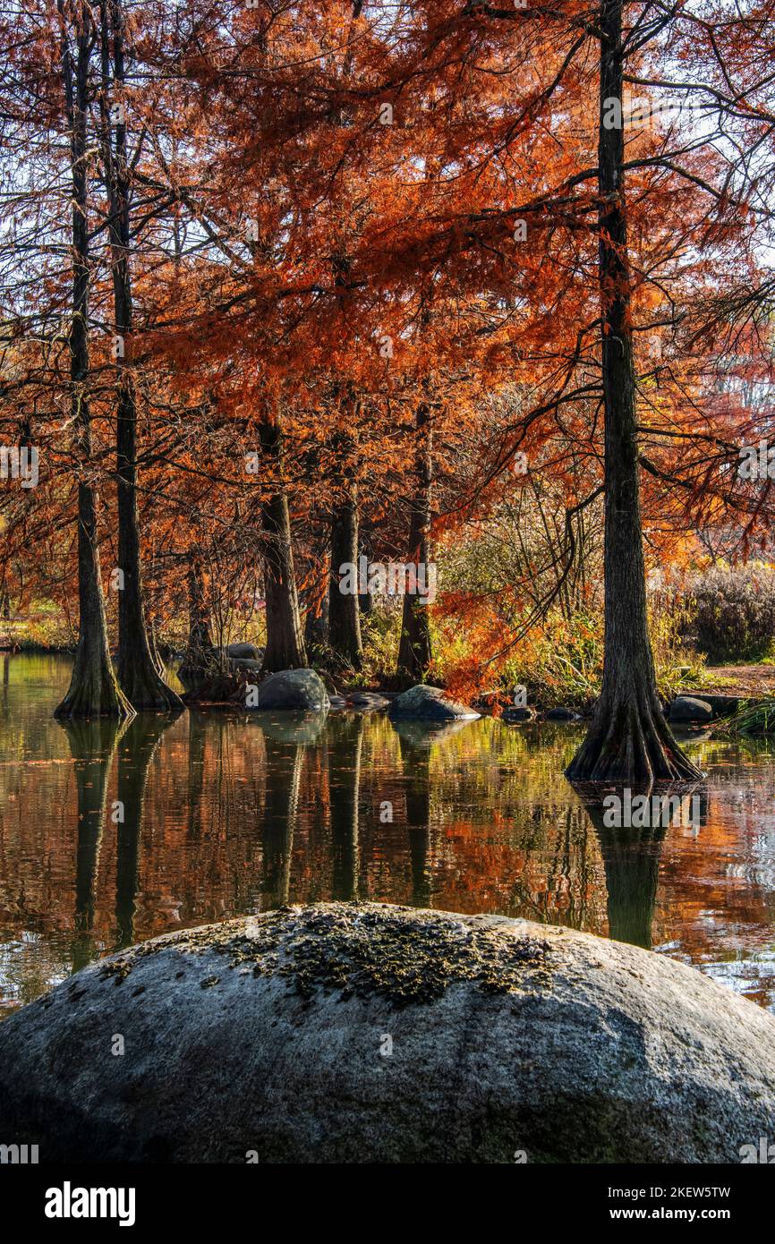 Splendidi colori caldi dell'autunno in un parco dell'Europa centrale Foto Stock