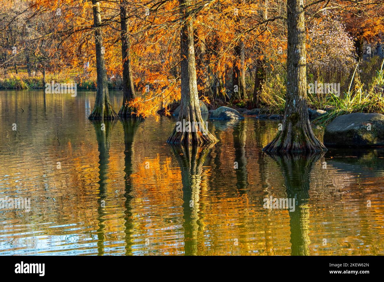Splendidi colori caldi dell'autunno in un parco dell'Europa centrale Foto Stock