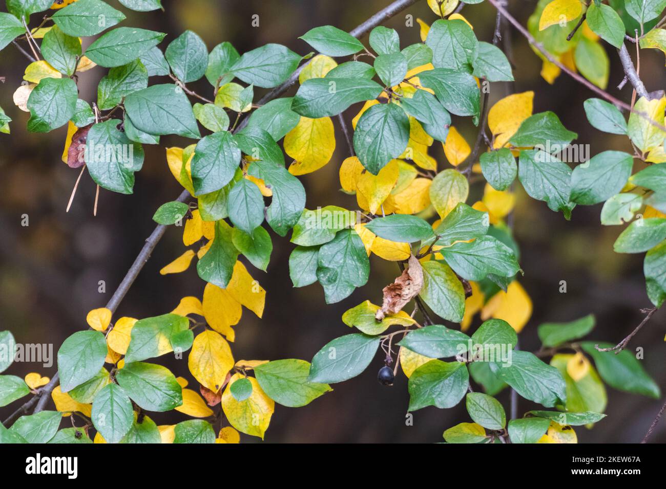 Verde e giallo autunno foglie rami primo piano. Primi dettagli della natura della foresta autunnale Foto Stock