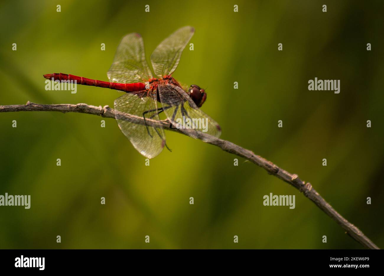 Vista della libellula rossa. Una vista di una libellula rossa nel suo ambiente naturale, su un gambo di erba. Foto Stock