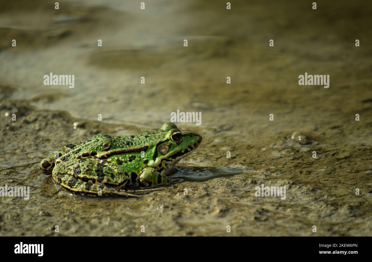 Rana verde sulla riva sabbiosa del lago. Una rana verde sulla riva sabbiosa di un lago vicino all'acqua nel suo ambiente naturale. Foto Stock
