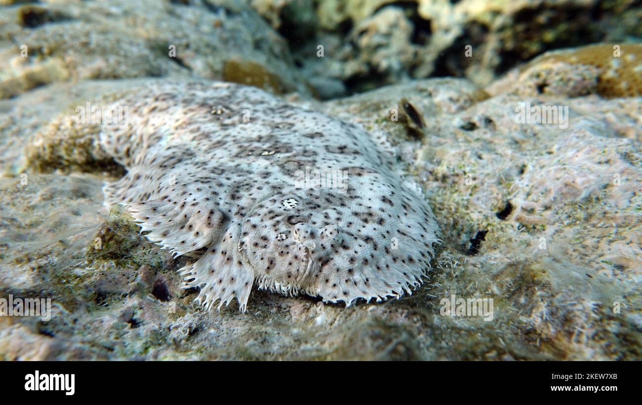 Mosè solo. Sale di marmo, questo piccolo sale cresce fino a 26 cm. Abitante sul fondo sabbioso. Si nutre di piccoli invertebrati bentonici, crostacei, e. Foto Stock