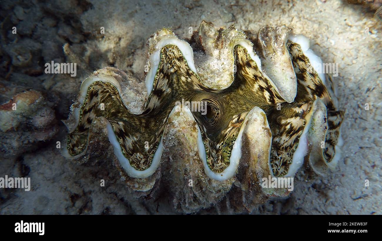 Rugose vongola gigante. Molluschi, tipo Mollusca. Molluschi bivalvi. Famiglia Tridacnidae - Tridacnidae. Grande tridacna. Foto Stock