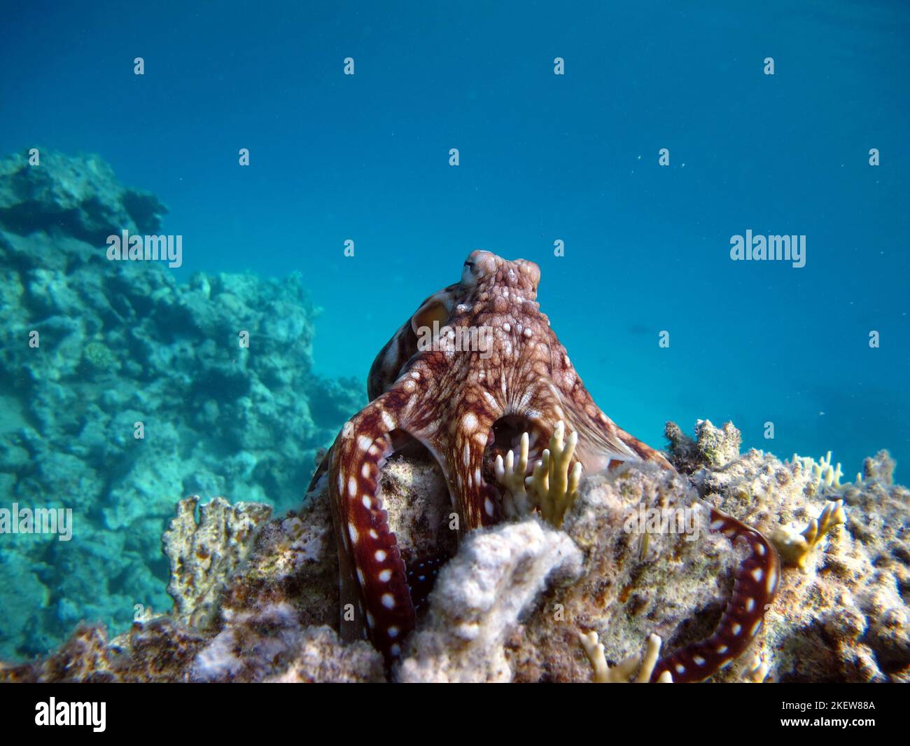 Polipo blu grande (Octopus cyanea) Octopus. Big Blue Octopus sulla barriera corallina del Mar Rosso. Foto Stock