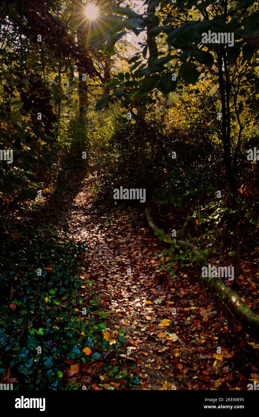 Vista suggestiva su un piccolo sentiero forestale con colorate foglie bagnate a terra e il sole splende sullo sfondo Foto Stock