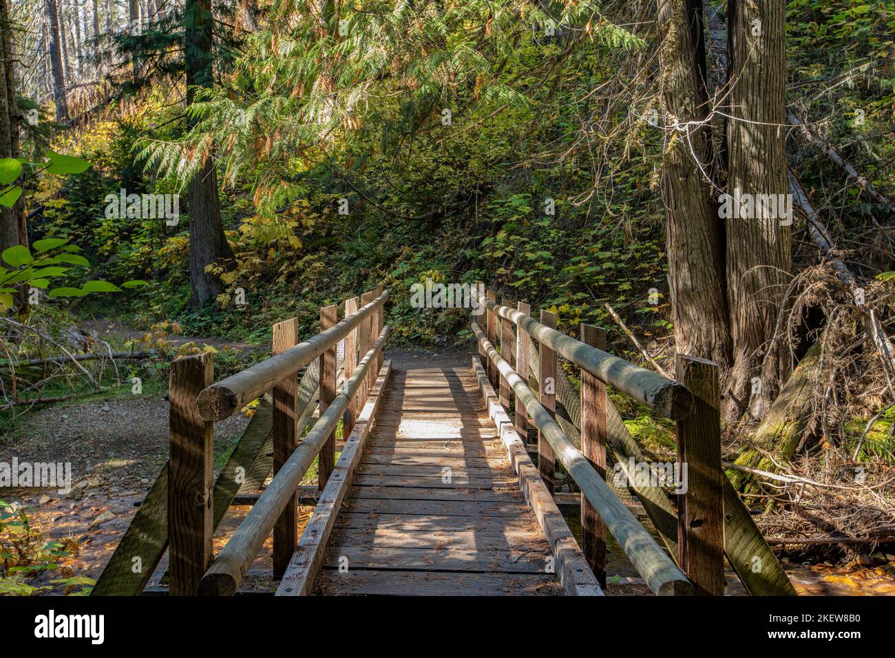 Settlers Grove di antichi cedri Foto Stock